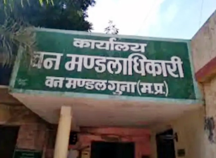 बमोरी के जंगलों में लापरवाही का 'शिकार'