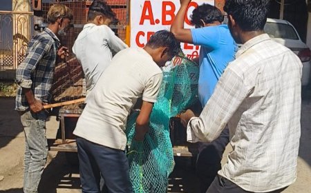 अब नहीं रहेगा खूंखार आवारा डॉग्स का डर