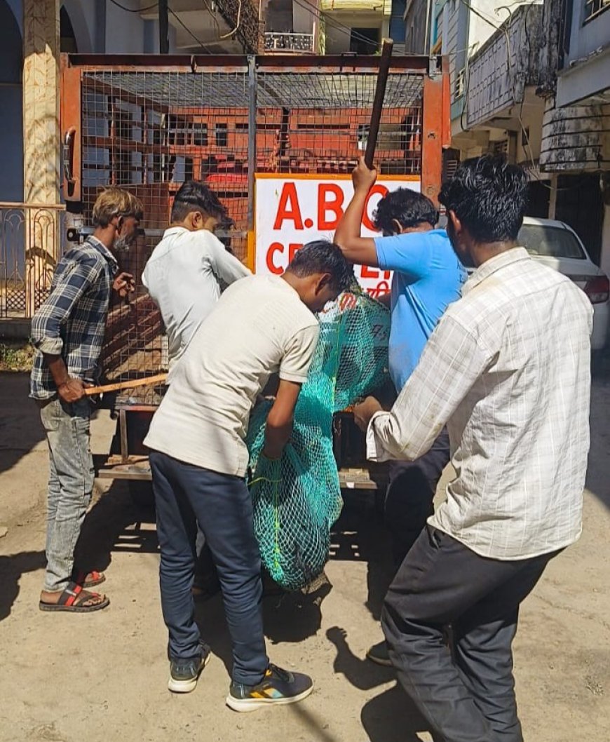 अब नहीं रहेगा खूंखार आवारा डॉग्स का डर