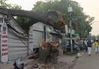 ललितपुर में 200 साल पुराना नीम का पेड़ अचानक गिरा, दुकान क्षतिग्रस्त, टला बड़ा हादसा