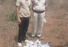 गुना में आबकारी विभाग का शिकंजा, 60 लीटर अवैध हाथभट्टी शराब जब्त, आरोपी फरार