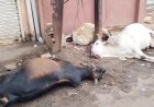 रिहाइशी क्षेत्र में लगा था मौत का खंभा!