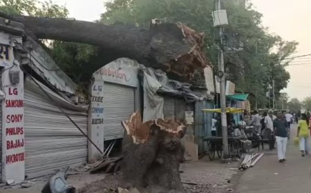 ललितपुर में 200 साल पुराना नीम का पेड़ अचानक गिरा, दुकान क्षतिग्रस्त, टला बड़ा हादसा
