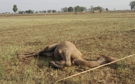 बनेह गांव में 11 केवी लाइन की चपेट में आने से ऊंट की मौत
