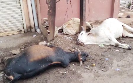 रिहाइशी क्षेत्र में लगा था मौत का खंभा!
